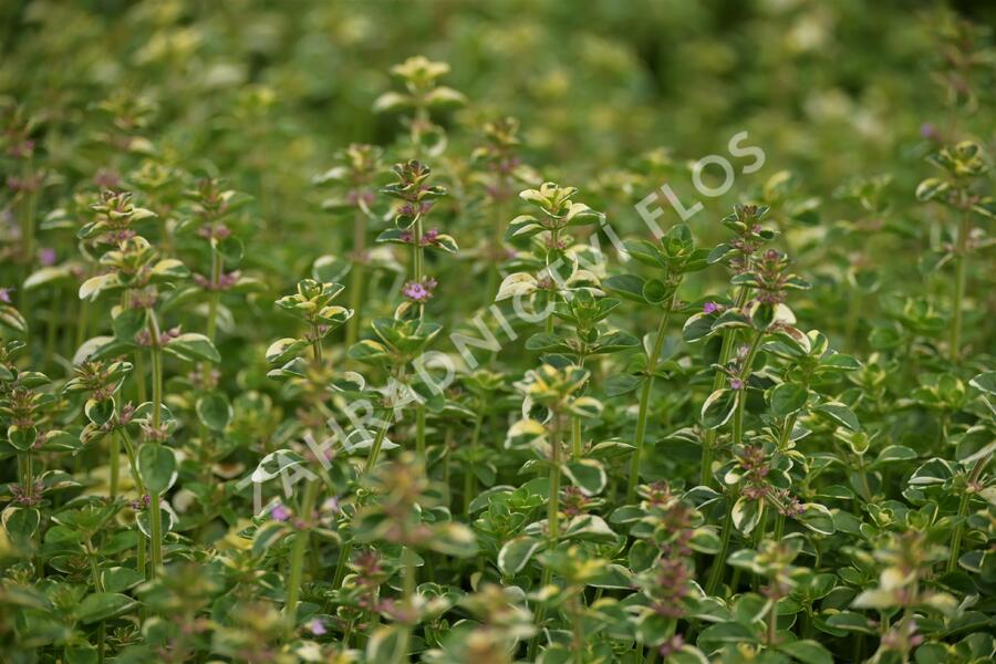 Mateřídouška vejčitá 'Foxley' - Thymus pulegioides 'Foxley'