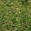 Mateřídouška vejčitá 'Foxley' - Thymus pulegioides 'Foxley'