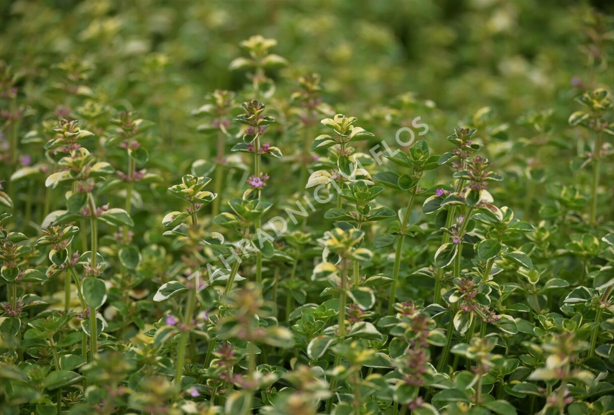 Mateřídouška vejčitá 'Foxley' - Thymus pulegioides 'Foxley'
