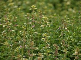 Mateřídouška vejčitá 'Foxley' - Thymus pulegioides 'Foxley'