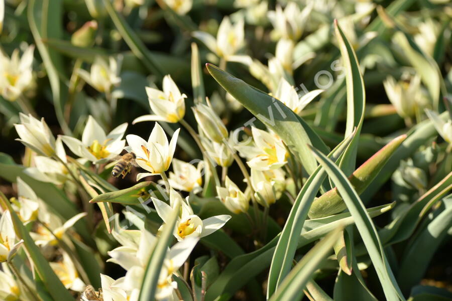 Tulipán botanický turkestanica - Tulipa turkestanica