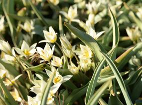 Tulipán botanický turkestanica - Tulipa turkestanica