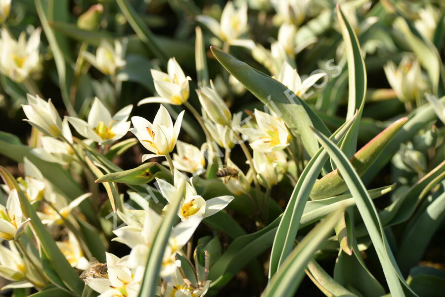 Tulipán botanický turkestanica - Tulipa turkestanica