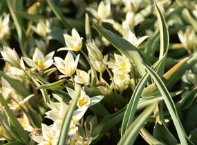 Tulipán botanický turkestanica - Tulipa turkestanica
