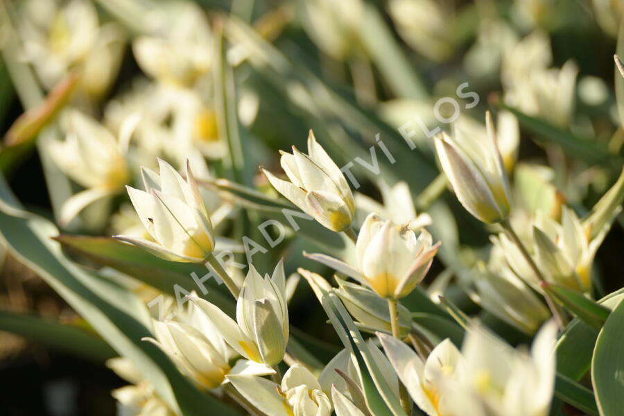 Tulipán botanický turkestanica - Tulipa turkestanica