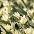 Tulipán botanický turkestanica - Tulipa turkestanica