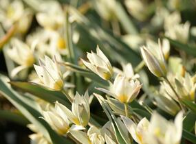 Tulipán botanický turkestanica - Tulipa turkestanica