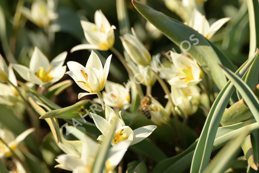 Tulipán botanický turkestanica - Tulipa turkestanica
