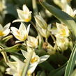 Tulipán botanický turkestanica - Tulipa turkestanica