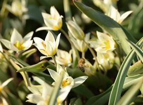 Tulipán botanický turkestanica - Tulipa turkestanica