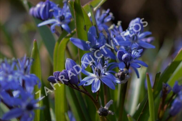 Ladoňka dvoulistá - Scilla bifolia