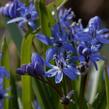 Ladoňka dvoulistá - Scilla bifolia