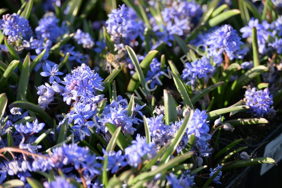 Ladoňka dvoulistá - Scilla bifolia