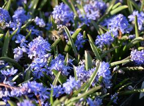 Ladoňka dvoulistá - Scilla bifolia