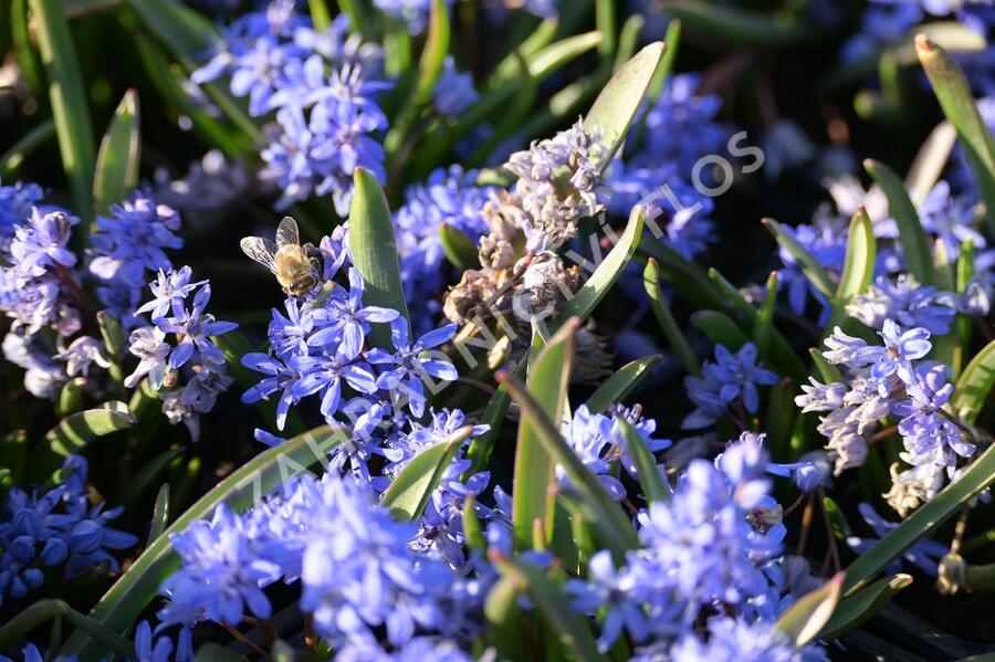 Ladoňka dvoulistá - Scilla bifolia