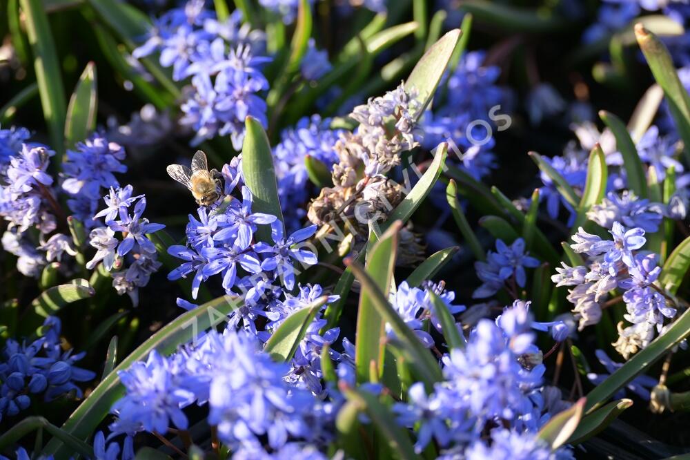 Ladoňka dvoulistá - Scilla bifolia
