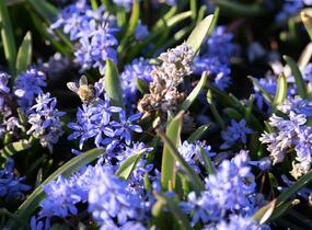 Ladoňka dvoulistá - Scilla bifolia