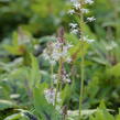 Mitrovnička 'Sugar and Spice' - Tiarella 'Sugar and Spice'