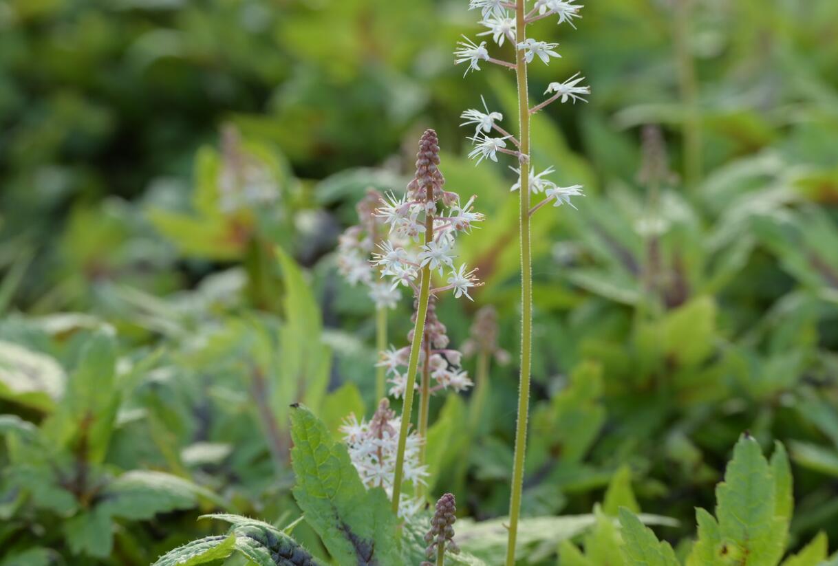 Mitrovnička 'Sugar and Spice' - Tiarella laciniata 'Sugar and Spice'