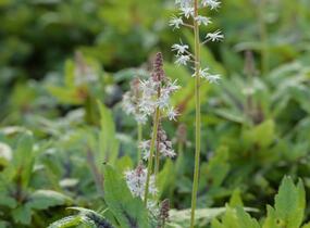 Mitrovnička 'Sugar and Spice' - Tiarella laciniata 'Sugar and Spice'