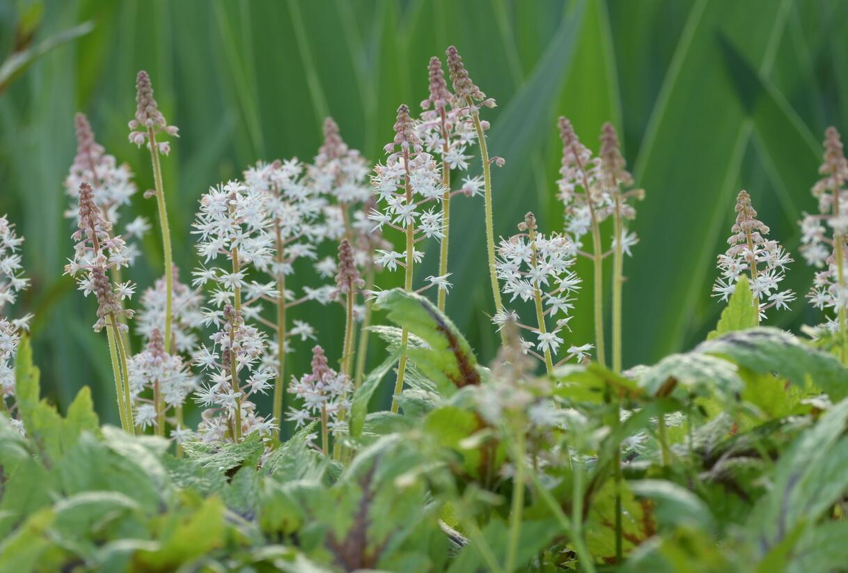 Mitrovnička 'Sugar and Spice' - Tiarella laciniata 'Sugar and Spice'