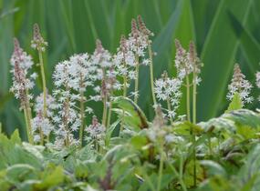 Mitrovnička 'Sugar and Spice' - Tiarella laciniata 'Sugar and Spice'