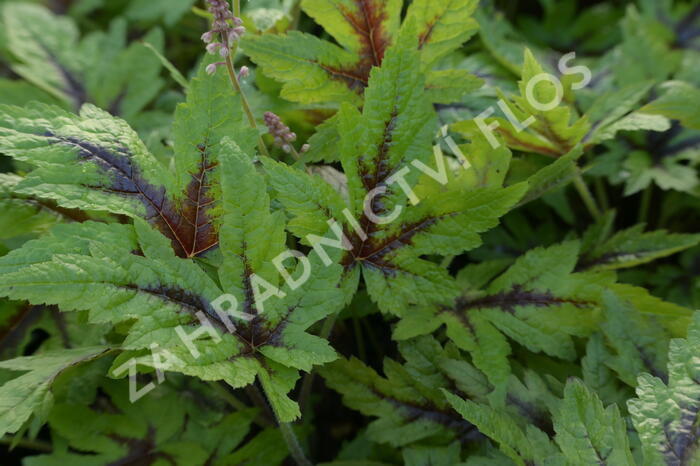 Mitrovnička 'Sugar and Spice' - Tiarella laciniata 'Sugar and Spice'