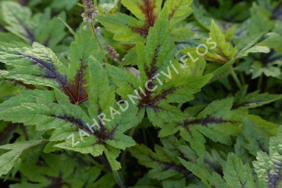 Mitrovnička 'Sugar and Spice' - Tiarella laciniata 'Sugar and Spice'