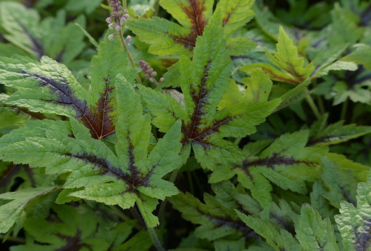 Mitrovnička 'Sugar and Spice' - Tiarella laciniata 'Sugar and Spice'