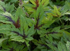 Mitrovnička 'Sugar and Spice' - Tiarella laciniata 'Sugar and Spice'