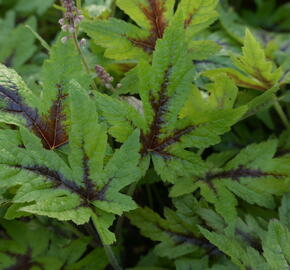 Mitrovnička 'Sugar and Spice' - Tiarella laciniata 'Sugar and Spice'
