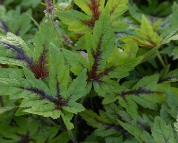 Mitrovnička 'Sugar and Spice'