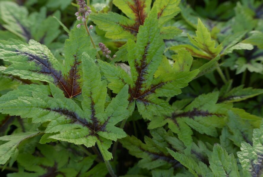 Mitrovnička 'Sugar and Spice' - Tiarella laciniata 'Sugar and Spice'
