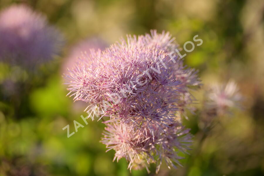 Žluťucha orlíčkolistá 'Nimbus Pink' - Thalictrum aquilegifolium 'Nimbus Pink'