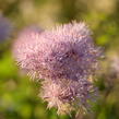Žluťucha orlíčkolistá 'Nimbus Pink' - Thalictrum aquilegifolium 'Nimbus Pink'