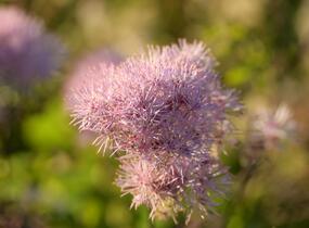 Žluťucha orlíčkolistá 'Nimbus Pink' - Thalictrum aquilegifolium 'Nimbus Pink'