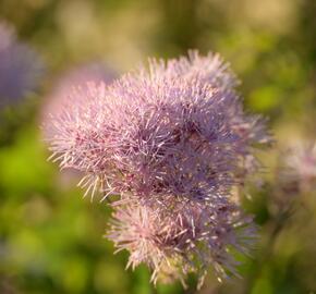 Žluťucha orlíčkolistá 'Nimbus Pink' - Thalictrum aquilegifolium 'Nimbus Pink'