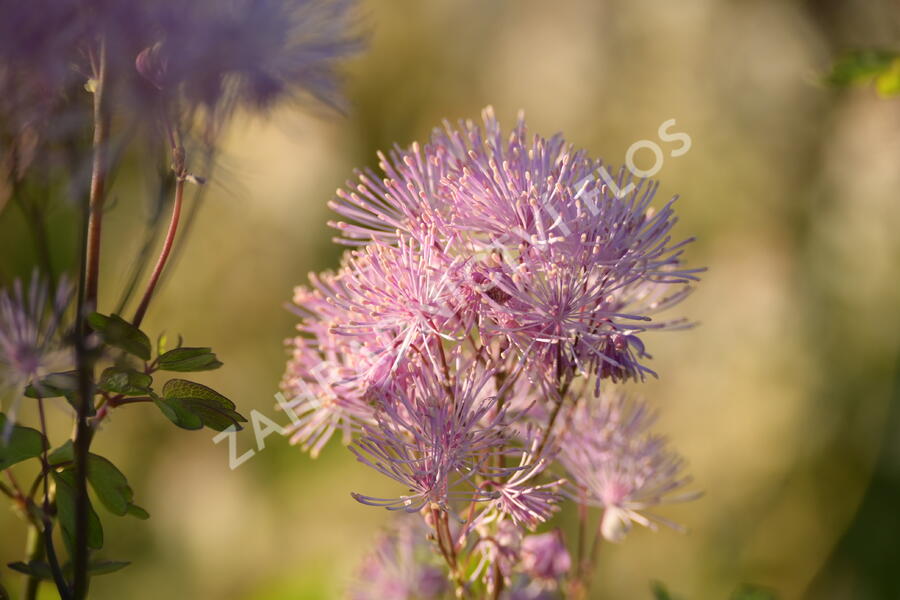 Žluťucha orlíčkolistá 'Nimbus Pink' - Thalictrum aquilegifolium 'Nimbus Pink'