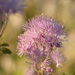 Žluťucha orlíčkolistá 'Nimbus Pink' - Thalictrum aquilegifolium 'Nimbus Pink'