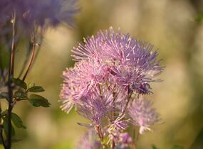 Žluťucha orlíčkolistá 'Nimbus Pink' - Thalictrum aquilegifolium 'Nimbus Pink'