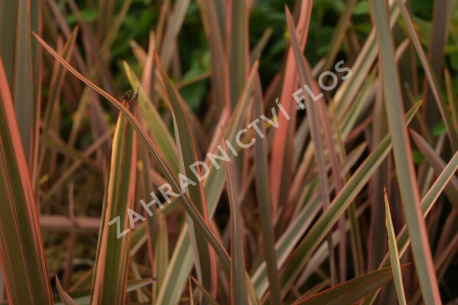 Lenovník novozélandský 'Rainbow Queen' - Phormium tenax 'Rainbow Queen'