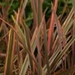 Lenovník 'Rainbow Queen' - Phormium 'Rainbow Queen'