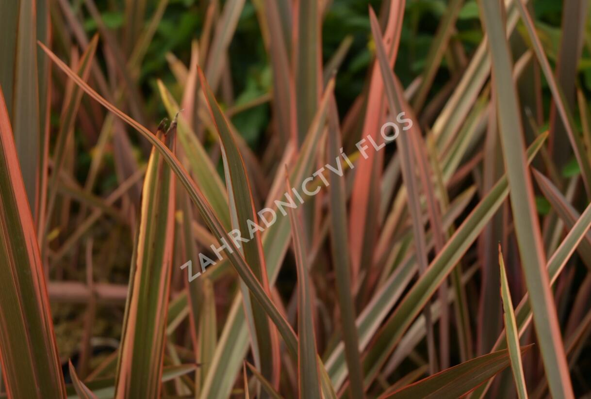Lenovník novozélandský 'Rainbow Queen' - Phormium tenax 'Rainbow Queen'