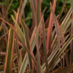 Lenovník 'Rainbow Queen' - Phormium 'Rainbow Queen'