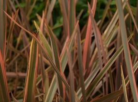 Lenovník novozélandský 'Rainbow Queen' - Phormium tenax 'Rainbow Queen'