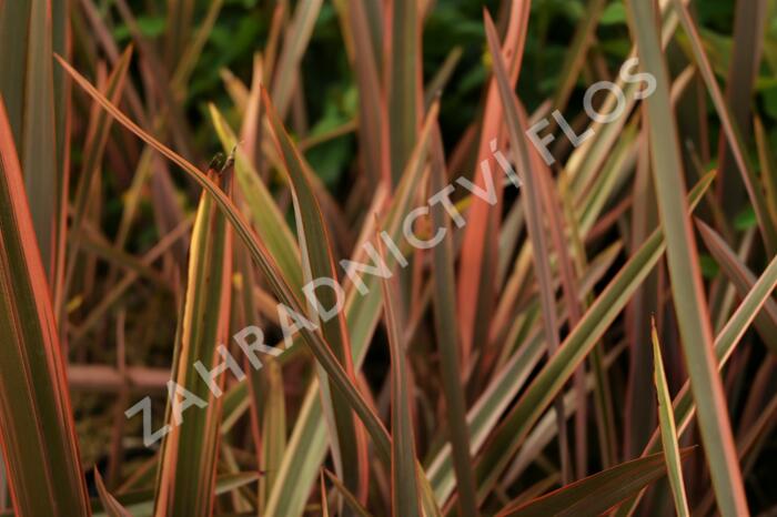 Lenovník novozélandský 'Rainbow Queen' - Phormium tenax 'Rainbow Queen'