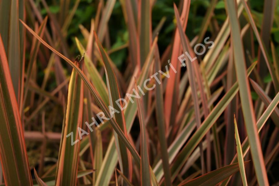 Lenovník novozélandský 'Rainbow Queen' - Phormium tenax 'Rainbow Queen'