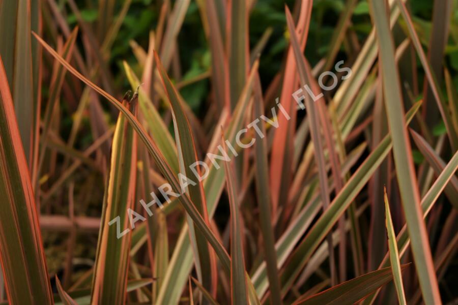 Lenovník 'Rainbow Queen' - Phormium 'Rainbow Queen'