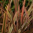 Lenovník novozélandský 'Rainbow Queen' - Phormium tenax 'Rainbow Queen'