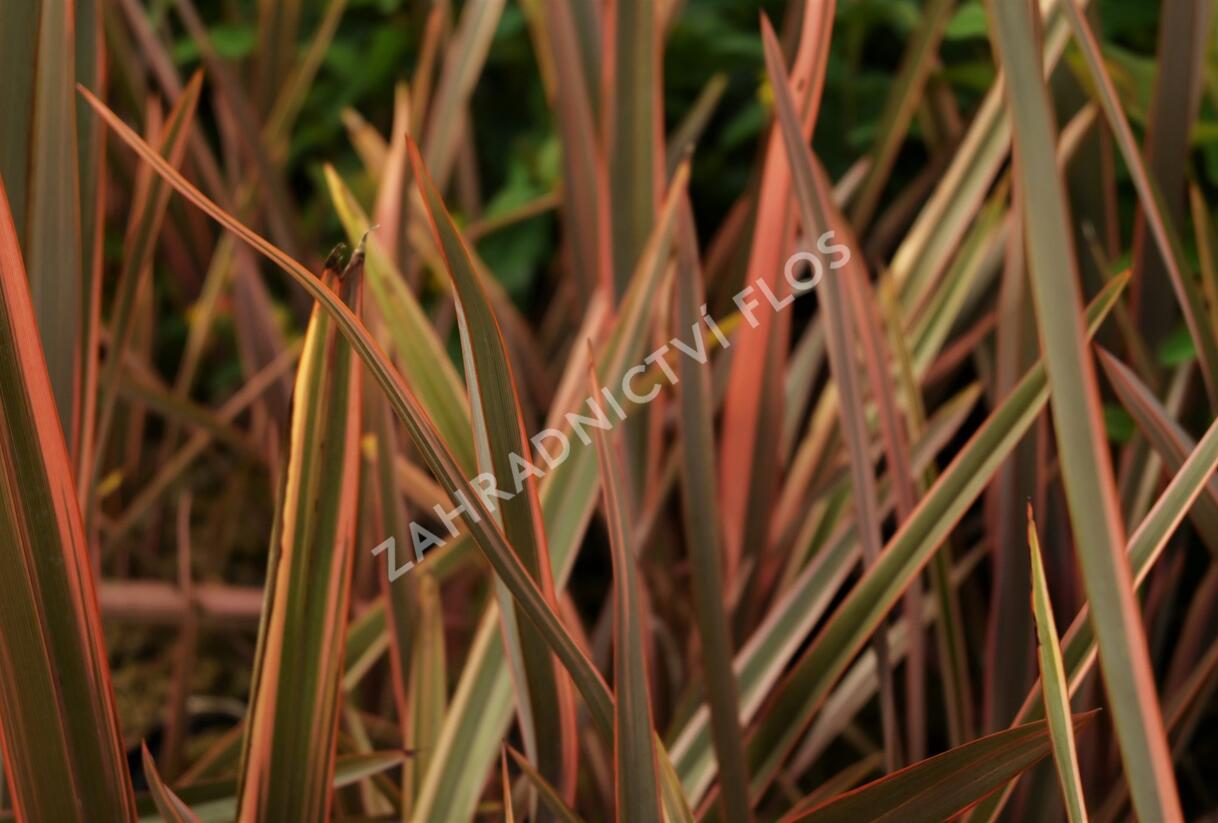 Lenovník novozélandský 'Rainbow Queen' - Phormium tenax 'Rainbow Queen'